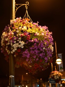 St. Charles - Streetlight and flowers © Bobbi Rose Photography