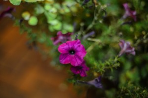 St. Charles - Potted plant flower © Bobbi Rose Photography