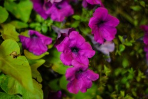 St. Charles - Potted plant flowers © Bobbi Rose Photography