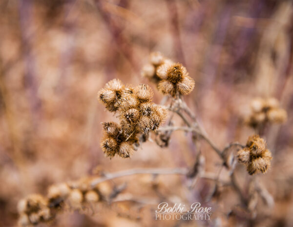 take a hike burrs