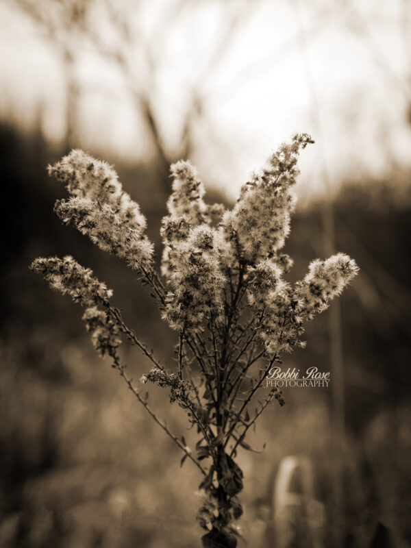 take a hike dead weeds