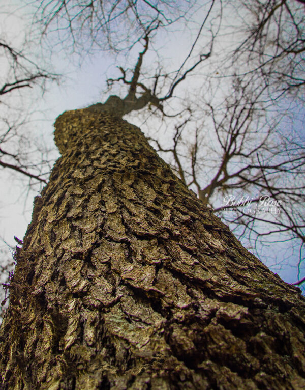 take a hike wood